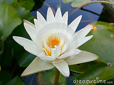 White water lily white lotus! Stock Photo