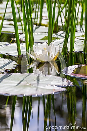 White water pond lily (Nymphaea alba) reflections Stock Photo