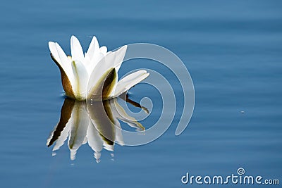 White Waterlily Flower Nymphaea alba, in full flowering shape Stock Photo