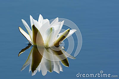 White Waterlily Flower Nymphaea alba, in full flowering shape Stock Photo