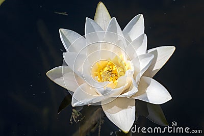 White Waterlily Flower Nymphaea alba, in full flowering shape Stock Photo