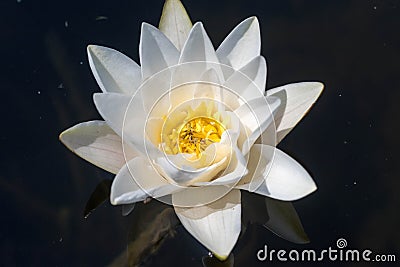 White Waterlily Flower & x28;Nymphaea alba& x29;, in full flowering shape Stock Photo