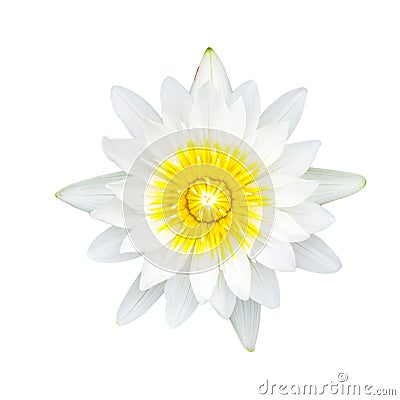 White waterlily or lotus flower Stock Photo