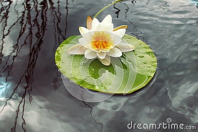 white waterlily (Nymphaea alba) in summer pond Stock Photo