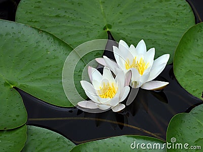 White waterlily Nymphaea albaamong leaf Stock Photo