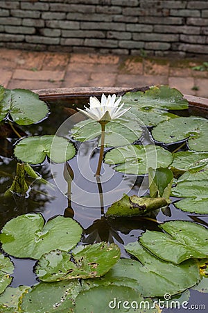 Waterlily at Wat Umong Mahathera Chan, Chiang Mai, Thailand Stock Photo