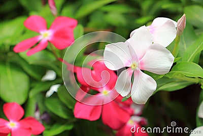 White West Indian periwinkle on blurred background in garden Stock Photo
