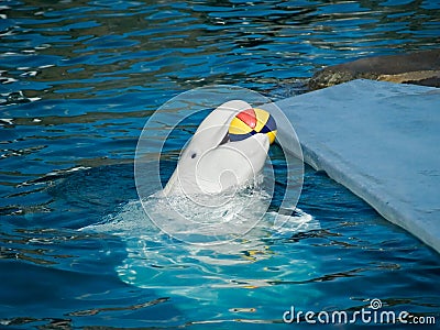 White whale Stock Photo