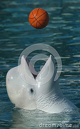 White Whale Playing Basketball Stock Photo