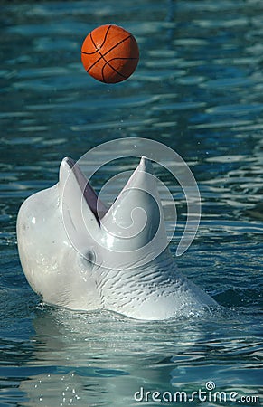 White Whale Playing Basketball Stock Photo