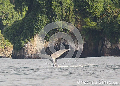 White Whale Tail Humpback Identification Stock Photo