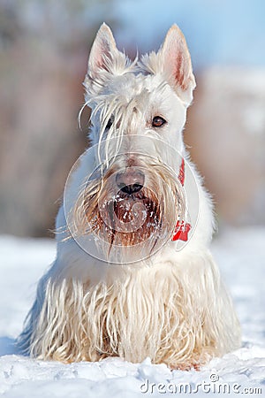 White wheaten Scottish terrier, sitting on the snow during winter. Winter dog scene with snow. White dog in sonny day in cold wint Stock Photo