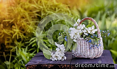 White wicker basket flowers forget-me-nots and Apple on a green natural background in Sunny day.Copy space. Stock Photo