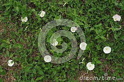 White wild flowers birch bindweed in green grass. Natural background in the garden Stock Photo