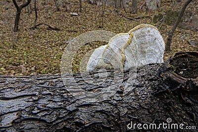 Wild fungoid Stock Photo