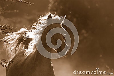 White wild horse Stock Photo