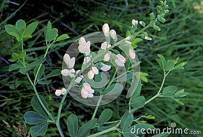 White Wild Indigo 17531 Stock Photo