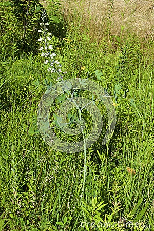 White Wild Indigo 809189 Stock Photo