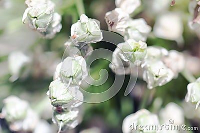 White Wild Leek Allium ampeloprasum Stock Photo