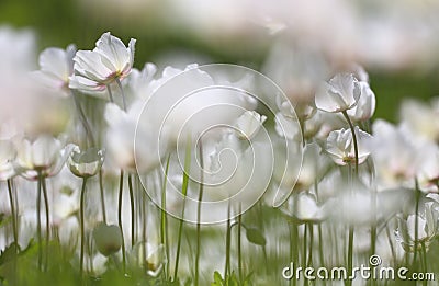 White wild spring Snowdrop Windflower Stock Photo