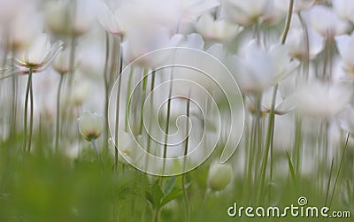 White wild spring Snowdrop Windflower Stock Photo
