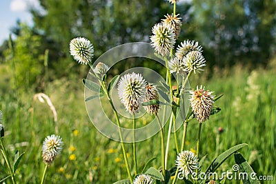 White wildflowers on a background of greenfield Stock Photo