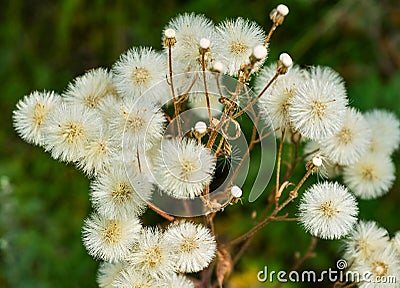 White wildflowers landscape Stock Photo