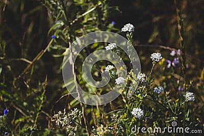 White wildflowers. Side view. There is a place for text. Stock Photo