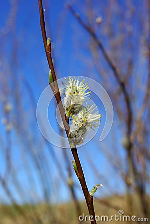 White willow Stock Photo