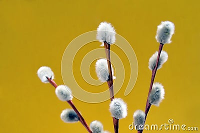 White willow Stock Photo