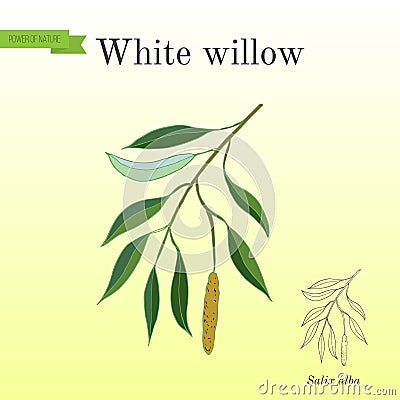 White willow branch Vector Illustration