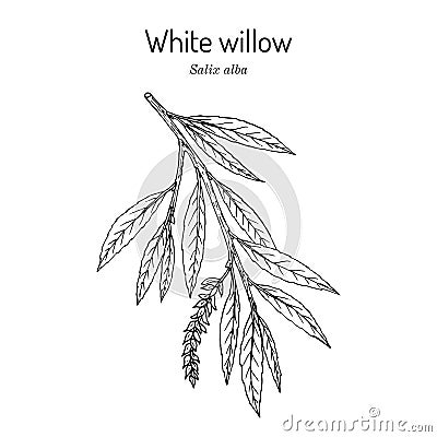 White willow branch salix alba. Hand drawn botanical vector illustration Vector Illustration