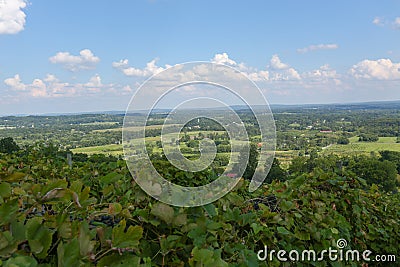 White Wine Country--Loudon County, Virginia Stock Photo