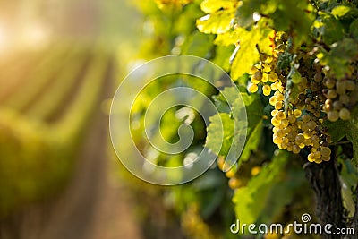 White wine grapes in the vineyard Stock Photo