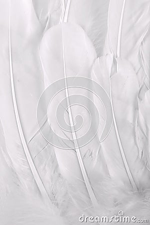 White wing feather Stock Photo