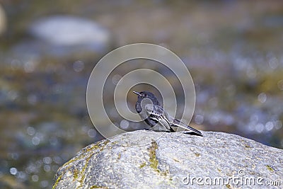 White-winged Black Phoebe 843486 Stock Photo