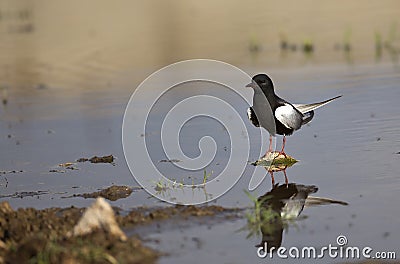 White-winged Black Tern (Chlidonias leucopterus) Stock Photo