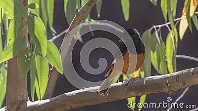 White-winged Cliff Chat on Tree Stock Photo