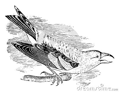 White winged Crossbill vintage illustration Vector Illustration