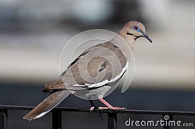 White-winged Dove Stock Photo