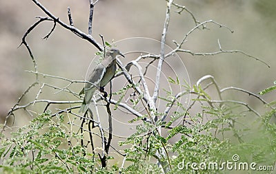 White Winged Dove, Colossal Cave Mountain Park, Arizona