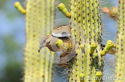 White-winged dove Stock Photo