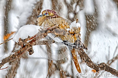 This White-winged Dove sums up the chilly winter weather and hhow it feels outside Stock Photo
