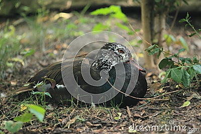 White winged duck Stock Photo