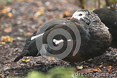 White-winged duck Stock Photo