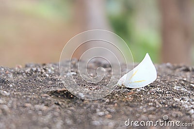 White wings butterfly moth rest on stone. beautiful tiny insect creature. Stock Photo