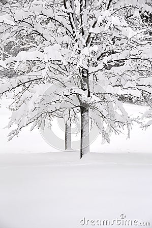 White winter Stock Photo