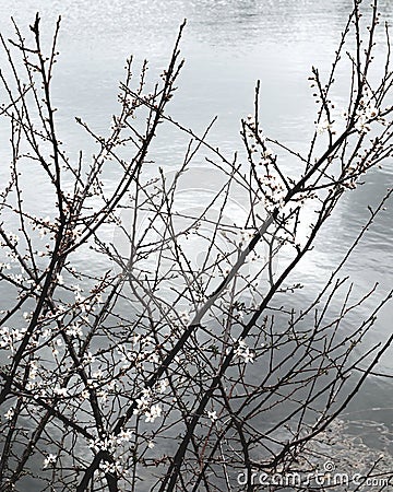 White winter flower next to a lake Stock Photo