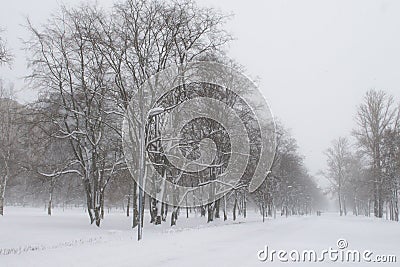 White winter snow park with white trees on central alley. Stock Photo