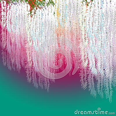 White wisteria flowers Stock Photo